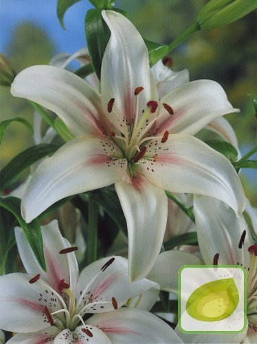 Lilia Tania (Lilium) Marseille