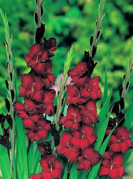 Mieczyk (Gladiolus) 'Black Jack'