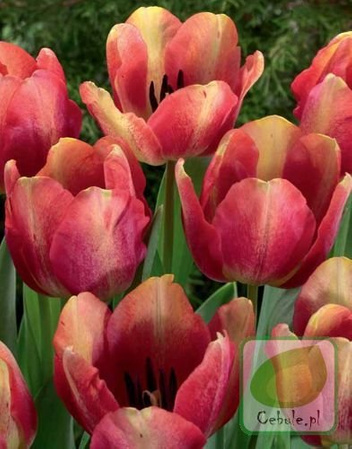 Tulipan Colour Mystique 11/+