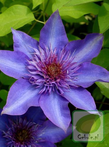 Powojnik (Clematis) Multi Blue