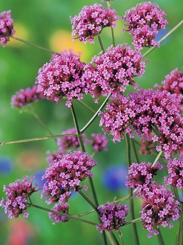 Nasiona Werbena Patagońska - Verbena