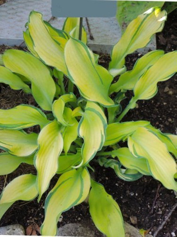 Funkia (Hosta) Ripple Effect