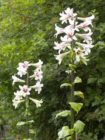 Lilia himalajska (Cardiocrinum giganteum) 1 szt.