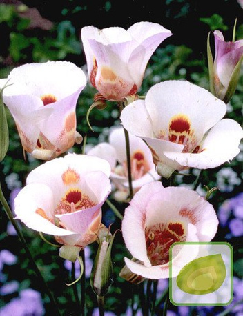 Trojednik (Calochortus) Venustus