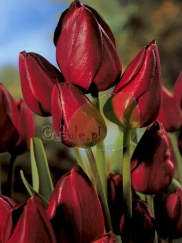 Tulipan PURPLE BOUQUET 12/+